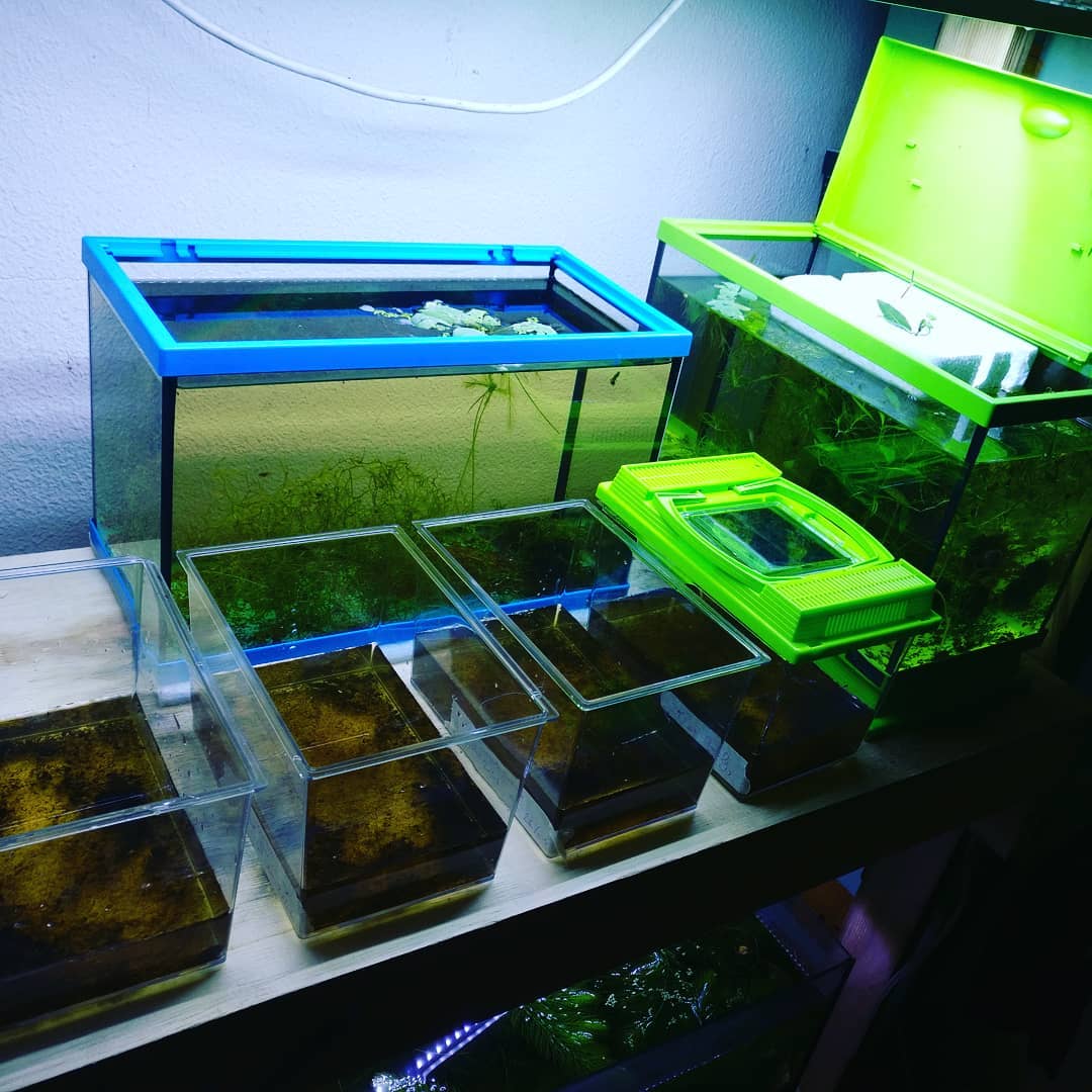 killifishroom - killi fishroom