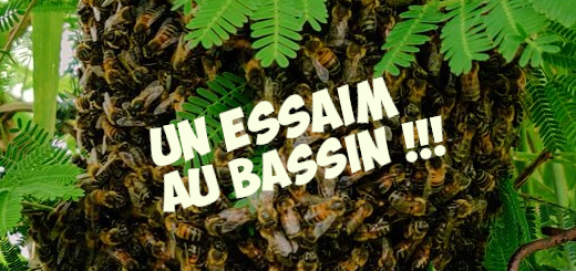 Un essaim au bassin !!!