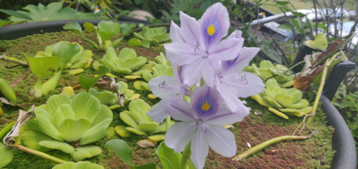 Eichhornia crassipes en fleur