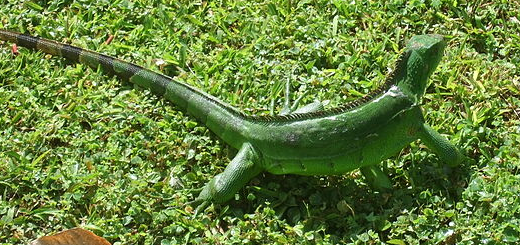 jeune iguane vert - (iguana iguana), Matouba, Basse Terre, Guadeloupe